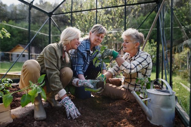Senior,Women,Friends,Hands,Planting,Vegetables,In,Greenhouse,At,Community